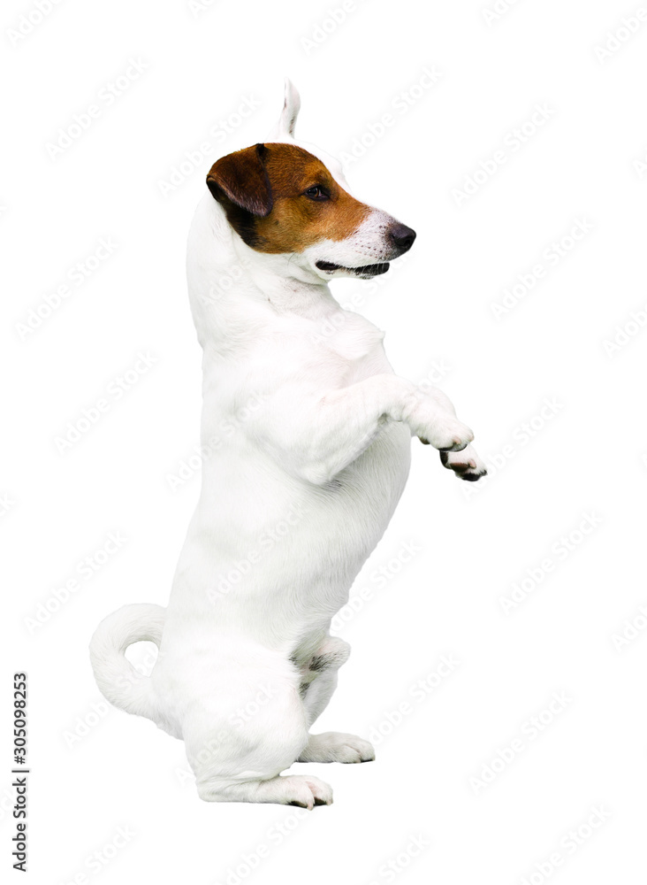 dog jack russell terrier on a white background dog jack russell terrier on a white background