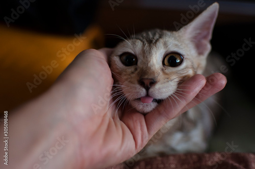Female silver spotted tabby bengal kitten gets petted by white caucasian female.