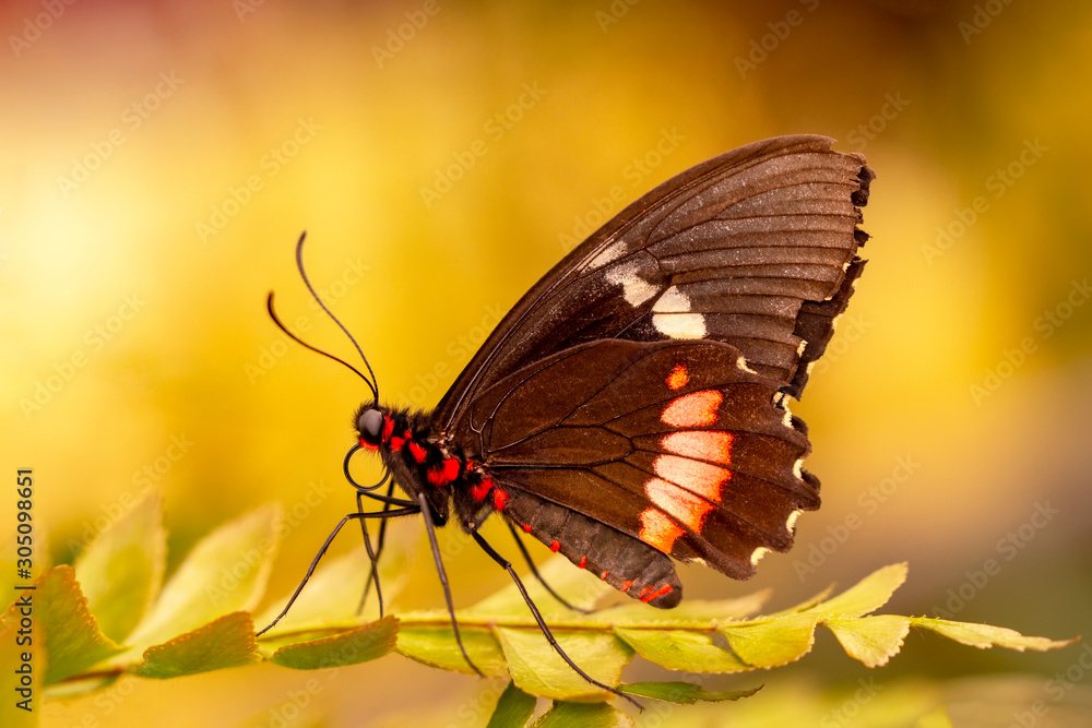 Fototapeta premium Closeup beautiful butterfly in a summer garden