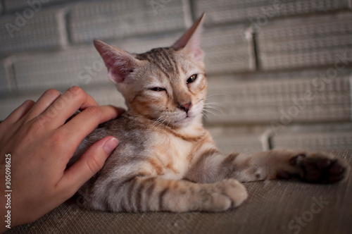 Female silver spotted tabby bengal kitten gets petted by white caucasian female.