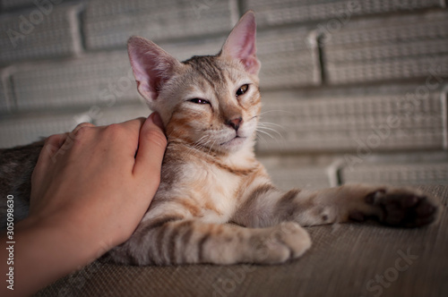 Female silver spotted tabby bengal kitten gets petted by white caucasian female. photo