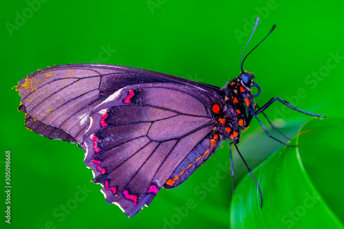 Photography Closeup beautiful butterfly in a summer garden