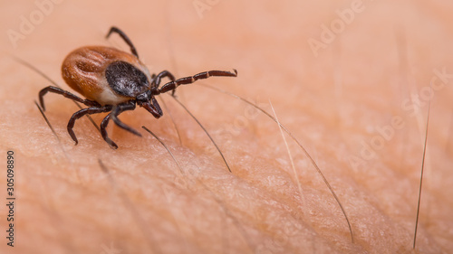 Crawling deer tick on human hairy skin background. Ixodes ricinus or scapularis. Dangerous parasitic mite on blurry pink texture. Disgusting biting insect. Encephalitis infection. Tick-borne diseases.