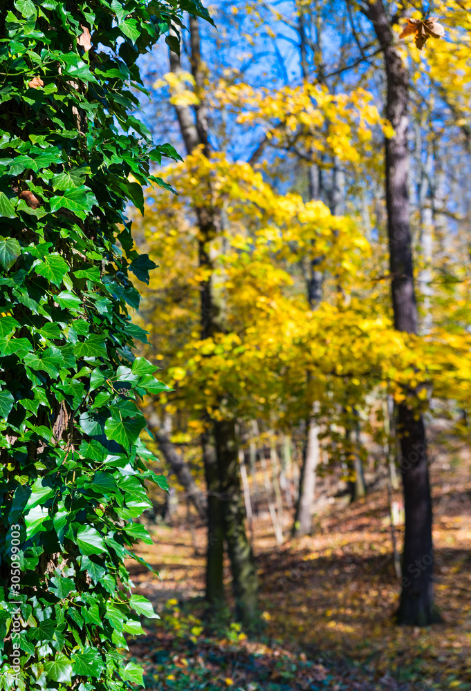 Evergreen climbing common ivy in contrast with yellow autumn birch trees. Hedera helix. Closeup of sunlit green foliage. Blurry forest and fallen leaves on colored natural background. Selective focus. Evergreen climbing common ivy in contrast with yellow autumn birch trees. Hedera helix. Closeup of sunlit green foliage. Blurry forest and fallen leaves on colored natural background. Selective focus.
