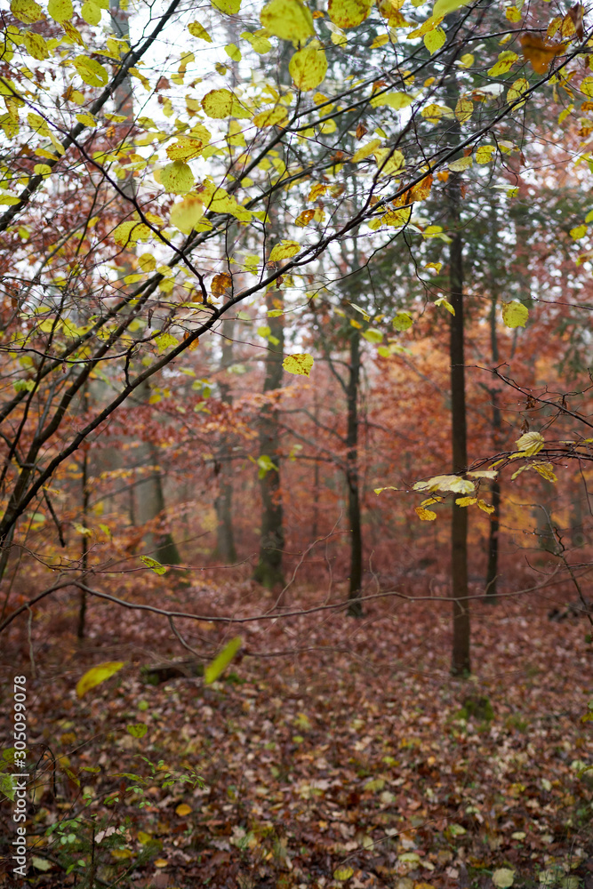 Fototapeta premium Rain and fog in the forest