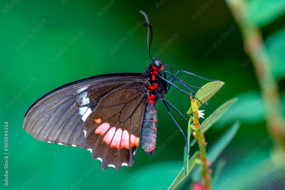 Fototapeta premium Closeup beautiful butterfly in a summer garden