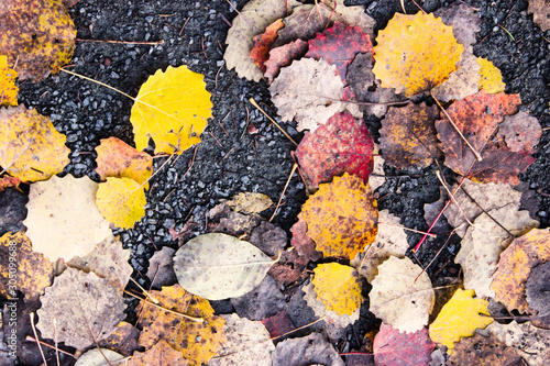 Autumn background with yellow leaves on old gray pavement or granite road top view. Fall beautiful texture.
