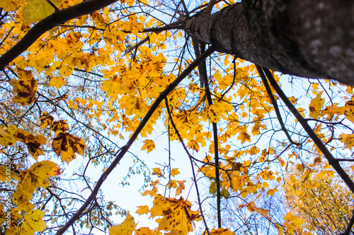 Bright colored yellow maple leaves on trees in the autumn park. Bottom up view of the trees crown