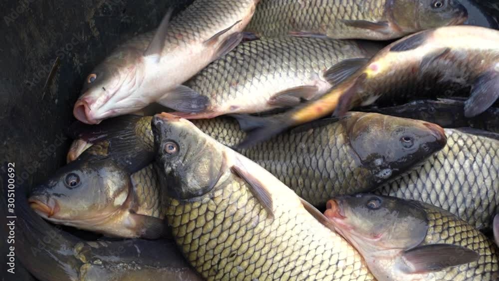 Many fresh carp fish at the market Many fresh carp fish at the market