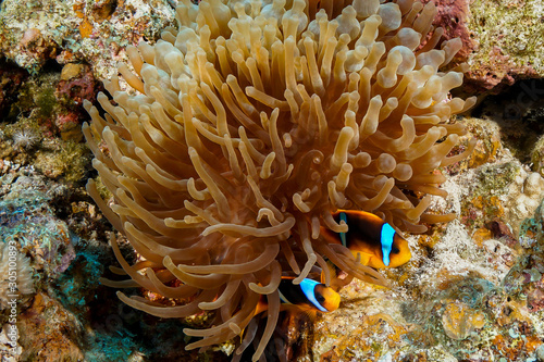 Anemone fish and Coral reef at the Red Sea  Egypt
