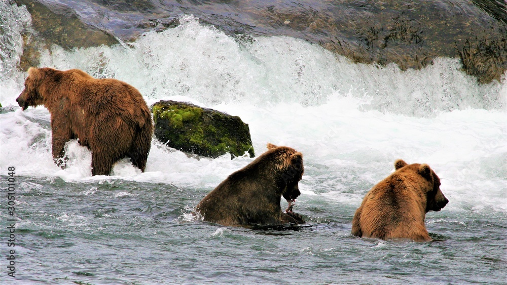 Fototapeta premium brown bear fishing for salmon