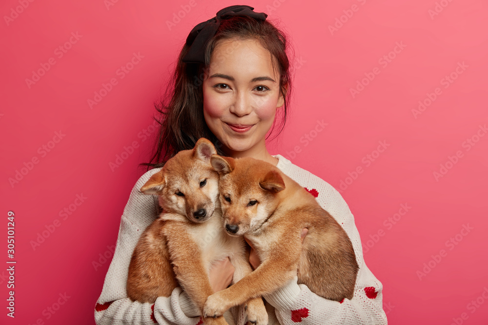 Young woman adores dogs, plays with two little shiba inu puppies, teaches them to perform some actions, has adopted nice animals, going to vet, isolated over pink background. Togetherness, affection