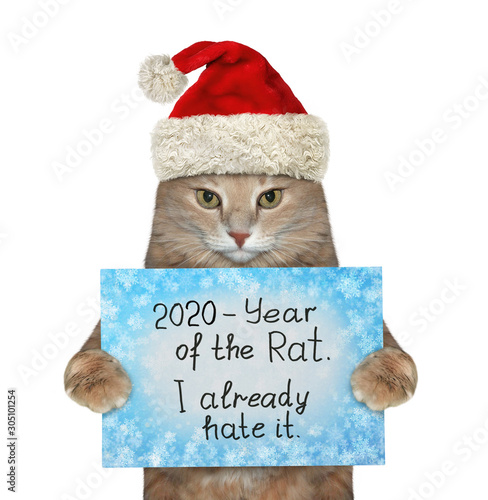 The beige cat in the red Santa Claus hat is holding a winter sign that says 2020 - year of the rat and I already hate it. White background. Isolated.