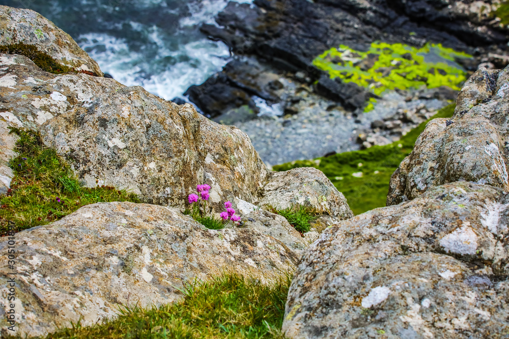 Traditional Scottish Mountains flora close-up. Traditional Scottish Mountains flora close-up.