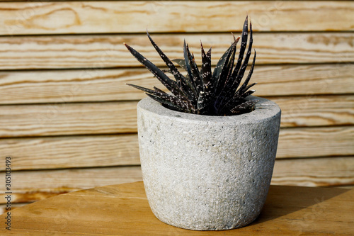 Cactus in a stone pot stands on a wooden table against the background of a wooden patterned wall.