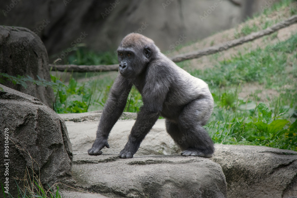 Naklejka premium Baby Gorilla in Zoo