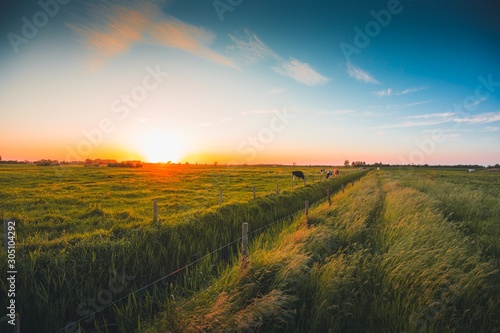 Tablou canvas Green fields, Zeeland, Netherlands