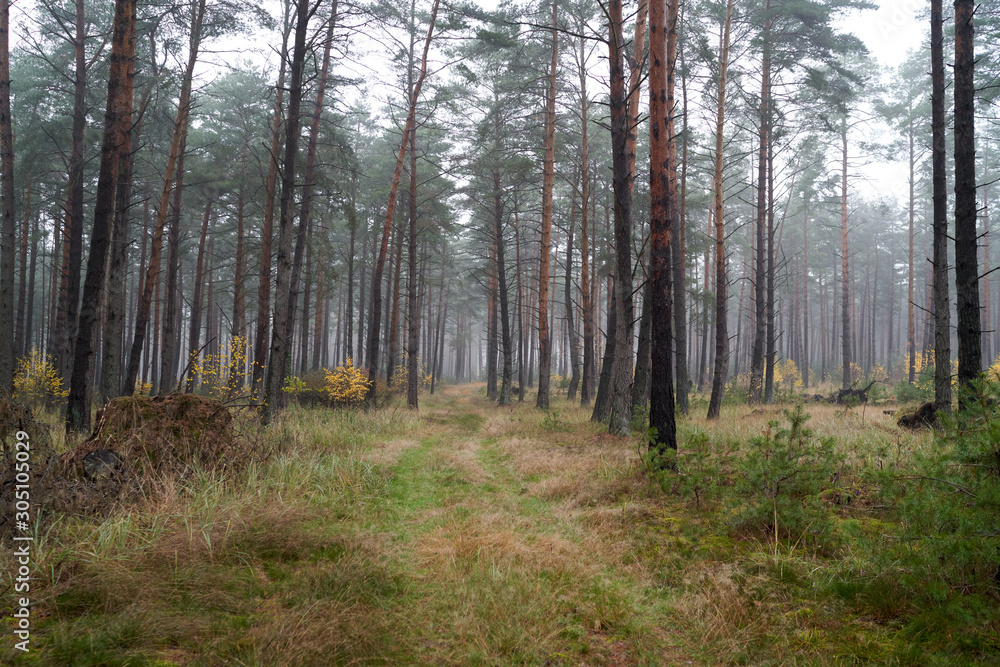 Rain and fog in the forest Rain and fog in the forest