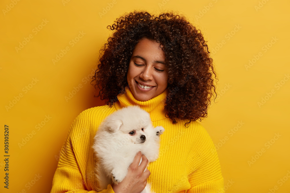 Horizontal shot of happy woman with bushy Afro hair, feels pleased to play with pedigree puppy, takes care of white spitz, wears yellow sweater, poses indoor. People, animals and volunteering Horizontal shot of happy woman with bushy Afro hair, feels pleased to play with pedigree puppy, takes care of white spitz, wears yellow sweater, poses indoor. People, animals and volunteering