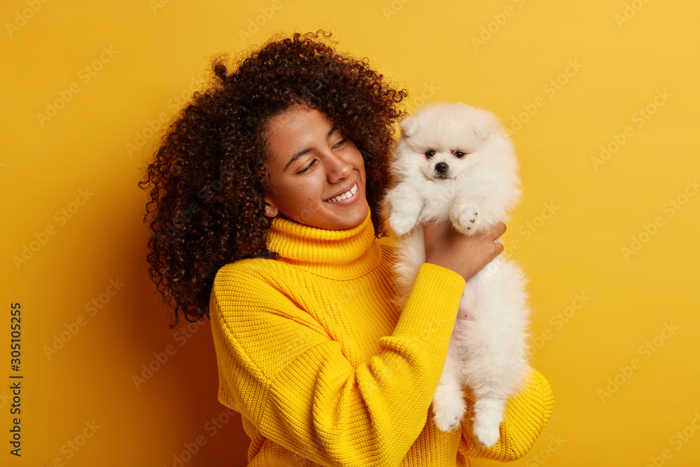 Adorable white spitz in womans hands. Beautiful curly Afro American lady in yellow oversized sweater, plays with favourite pet indoor, has happy mood, feels proud of having nice animal. Happy moment - obrazy, fototapety, plakaty 