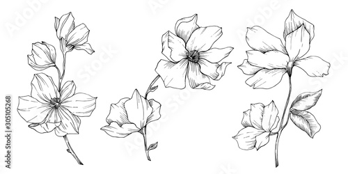 Vector Magnolia floral botanical flowers. Black and white engraved ink art. Isolated magnolia illustration element.
