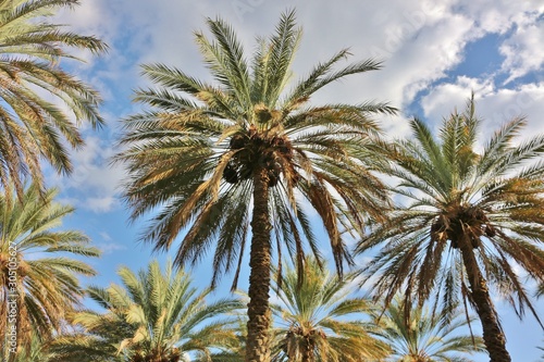Palm trees in Oman near Birkat al Mouz