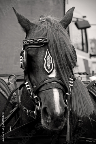 A beautiful horse with ornaments on its head.