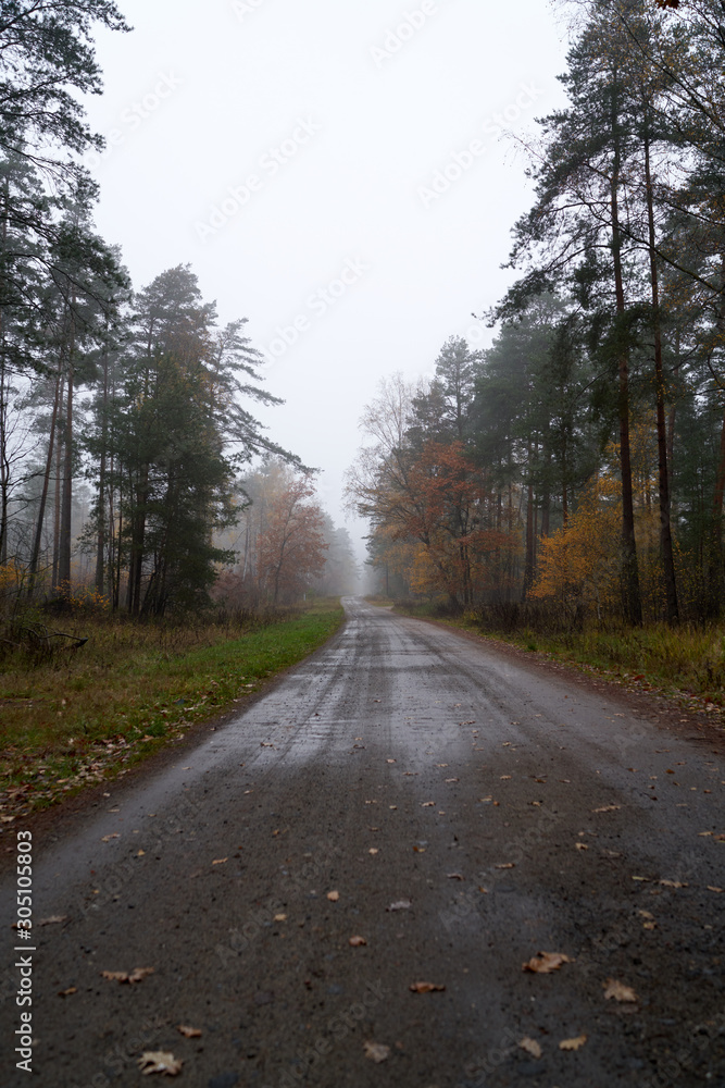 Rain and fog in the forest