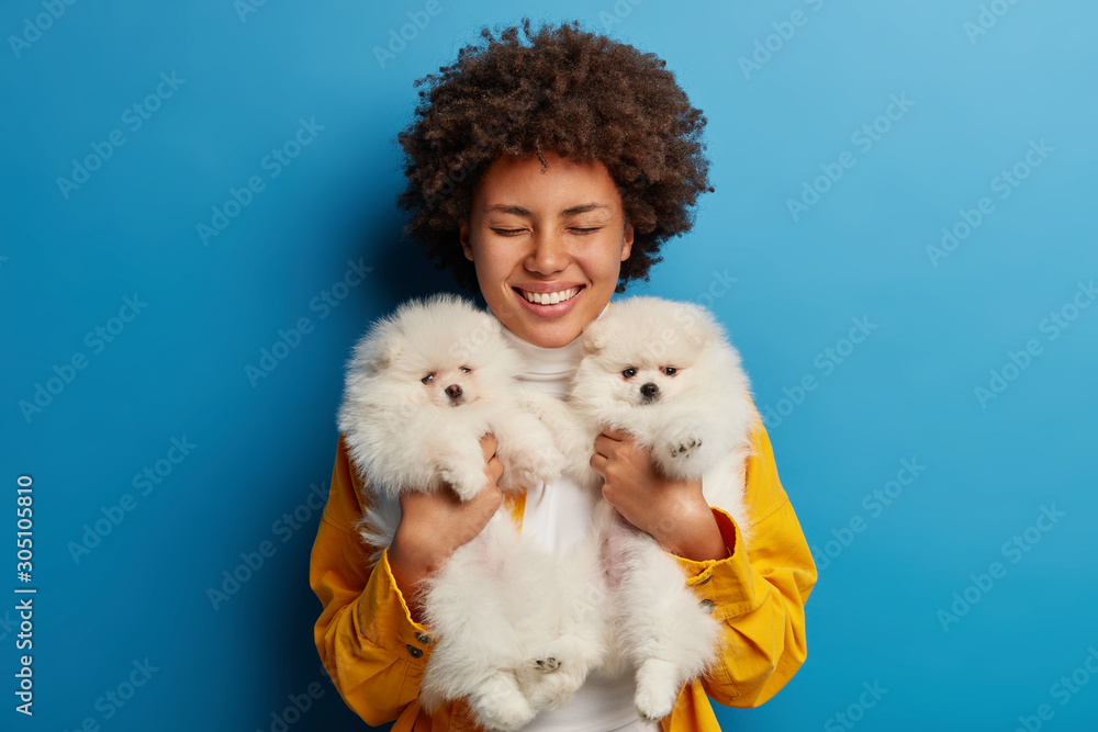Cheerful female hostess carries two white spitz dogs, smiles broadly, going to have walk together, loves animals very much, cares about pets, stands against blue studio wall. Relationship concept Cheerful female hostess carries two white spitz dogs, smiles broadly, going to have walk together, loves animals very much, cares about pets, stands against blue studio wall. Relationship concept