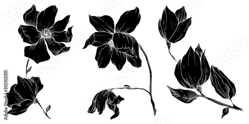 Vector Magnolia floral botanical flowers. Black and white engraved ink art. Isolated magnolia illustration element.