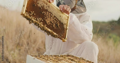 A beekeeper checking on a beehive for honey with lots of honey bees buzzing around, beekeeping at sunset harvesting honey