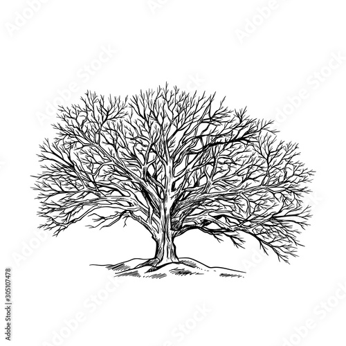 Spreading leaveless tree, winter oak, hand drawn