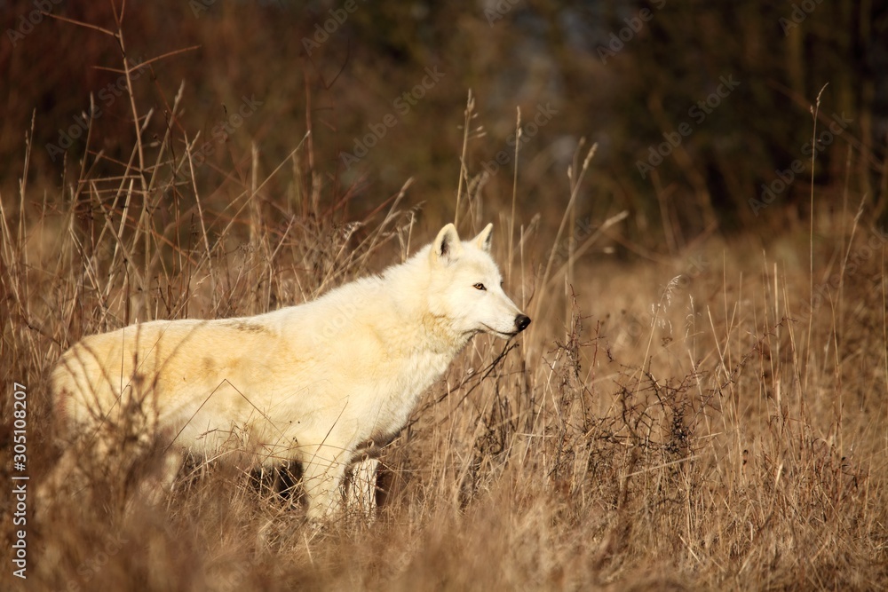 Obraz premium An Arctic Wolf (Canis lupus arctos) staying in dry grass in front of the forest.