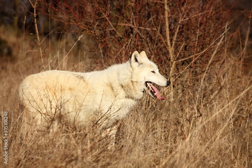 An Arctic Wolf (Canis lupus arctos) staying in dry grass in front of the forest.