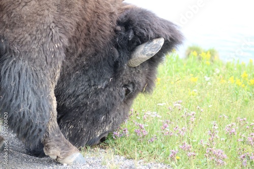 A buffalo grazing in a field