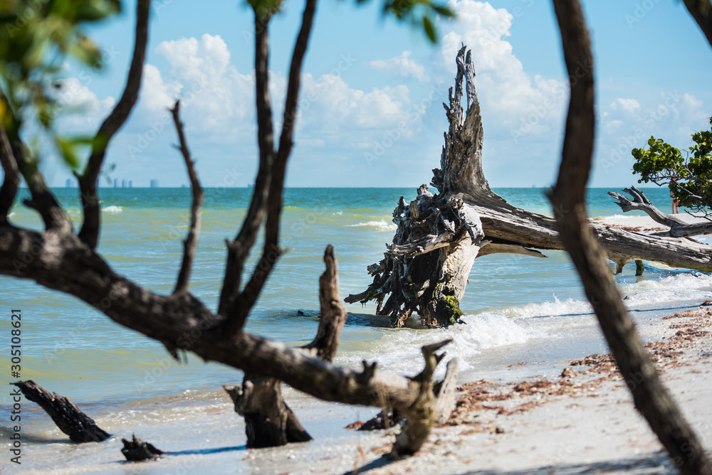 Fallen tree on Sanibel Island Beaches