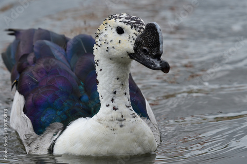 Close up of a knob billed duck (sarkidiornis melanotos) swimming in the water