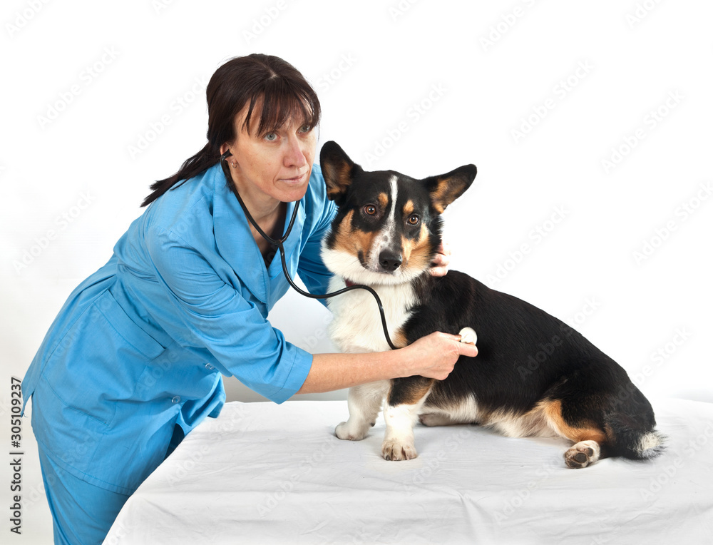 Dog Cardigan Welsh Corgi in the examination in veterinary clinic