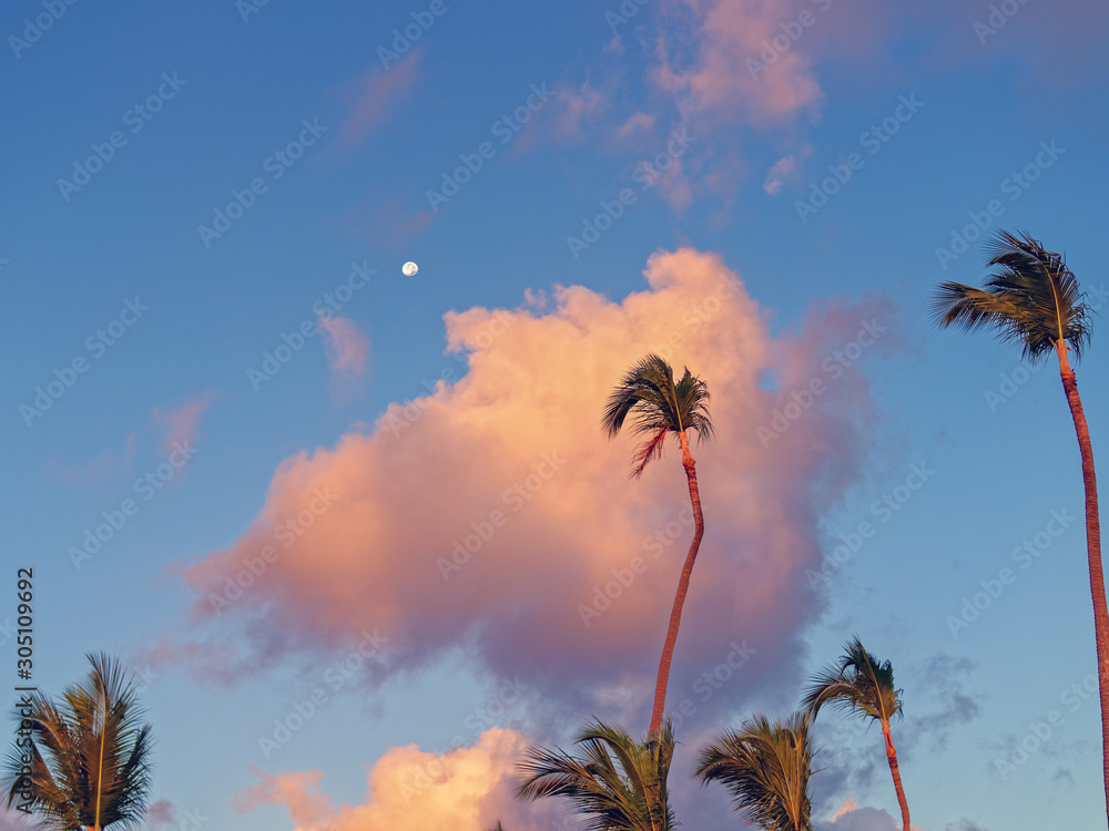 Beautiful tropical scene with the moon behind the clouds and palm trees.