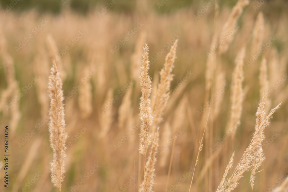 Fototapeta premium Savannah grass field in sun backlight,Twinkle with sunlight at noon.