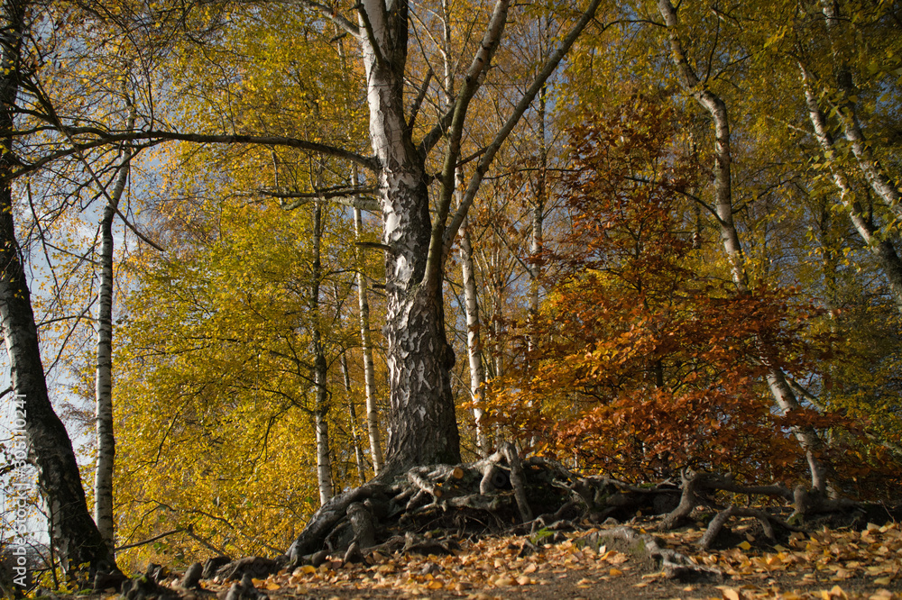 Obraz premium Birke am See