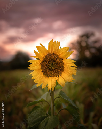 Beautiful Sunflower posing in the early morning lights.