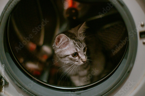 little gray kitten climbed into washing machine. Washing machine drum is dangerous for animals. The animal hid playing in washer-load.