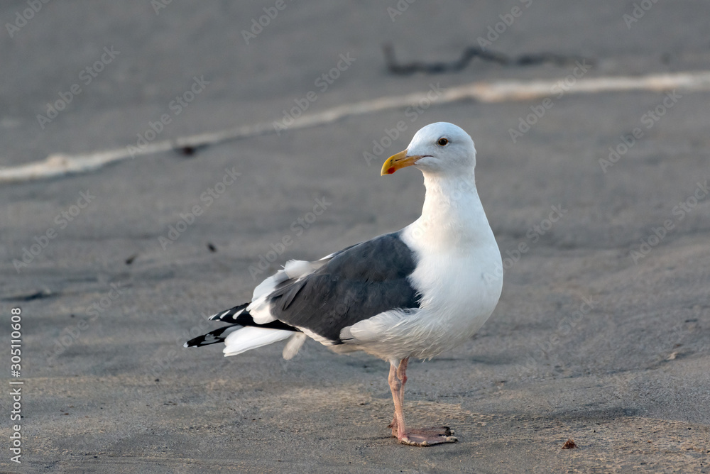 Common California Seagull standing on sand beach with head turned to left looking for food to scavenge. Common California Seagull standing on sand beach with head turned to left looking for food to scavenge.