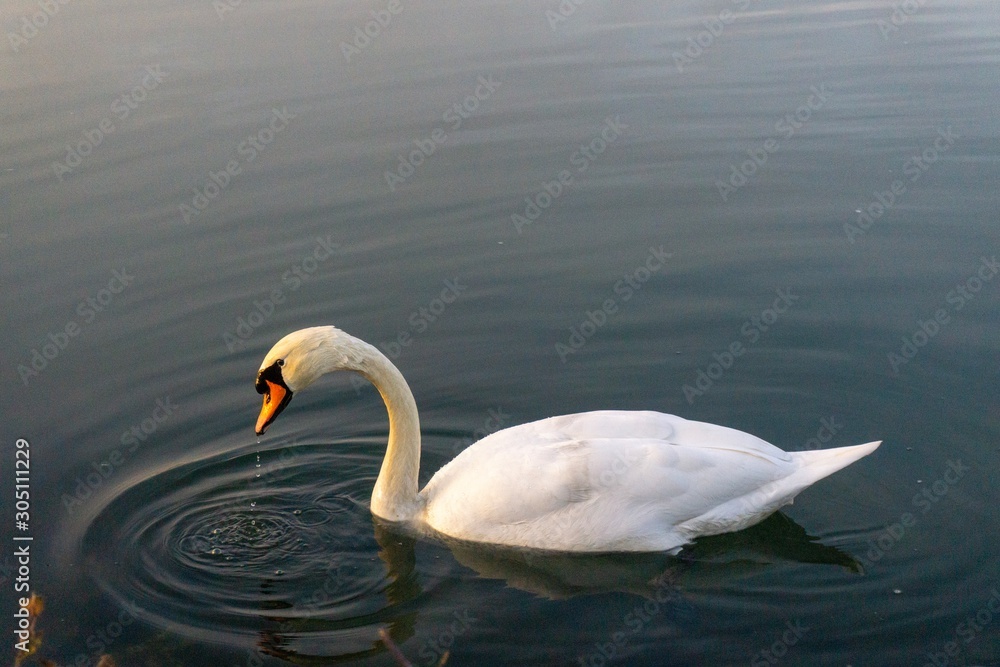 Schwan
Schwan