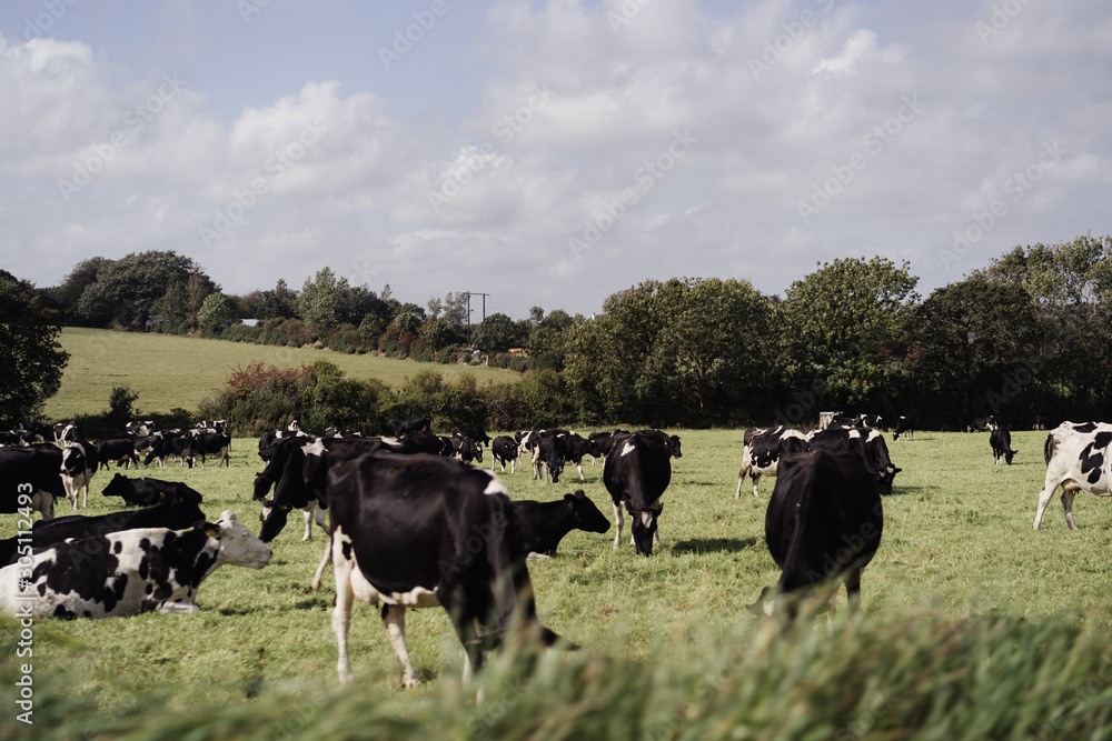 herd of black and white cows grazes in a meadow