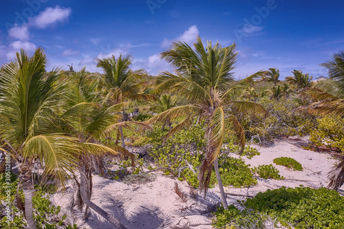 Palm trees on the beach at Grand Turk in Caribbean