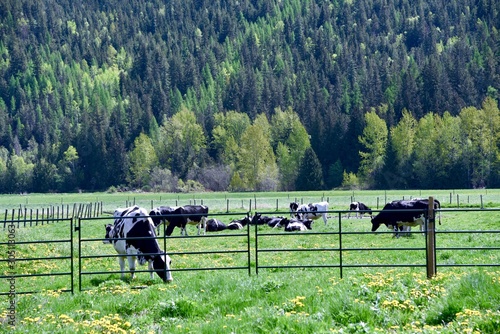 Cattle grazing in Sicamous British Columbia