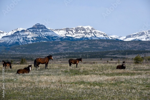 Horses in the Canadian Rocky Mountains