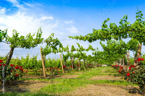 The vineyards are trellis or palisade type formation, they are linear productive systems. Argentine Mesopotamia photo